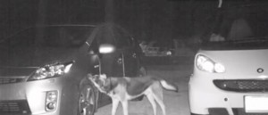 Night video Of Dog Attacking The Cars