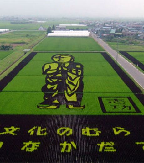Figure 8: A Rice Field With An Artistic Image 