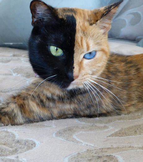 This cat really has a face with different colors