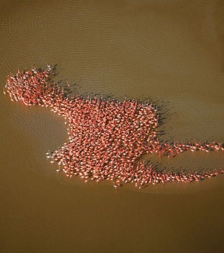 Here is a collection of pink flamingos forming a giant pink flamingo