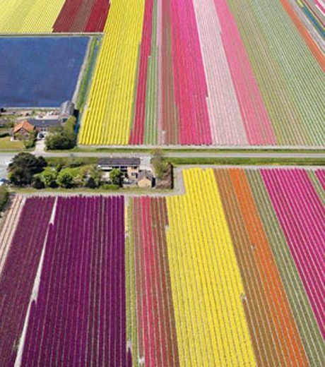 The Real Fields Of Tulips.