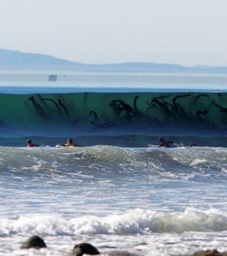 No, it is not a monster that is ready to devour. Infact it is simply seagrass that appears like this with the movement of waves.