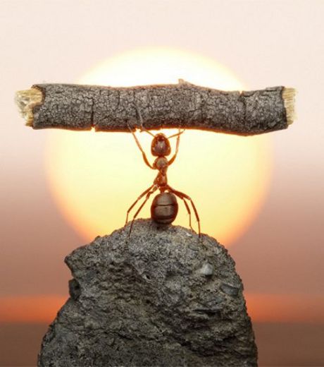 This untouched photo of an ant lifting a piece of wood.