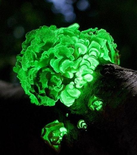 Glowing Ghost Mushrooms