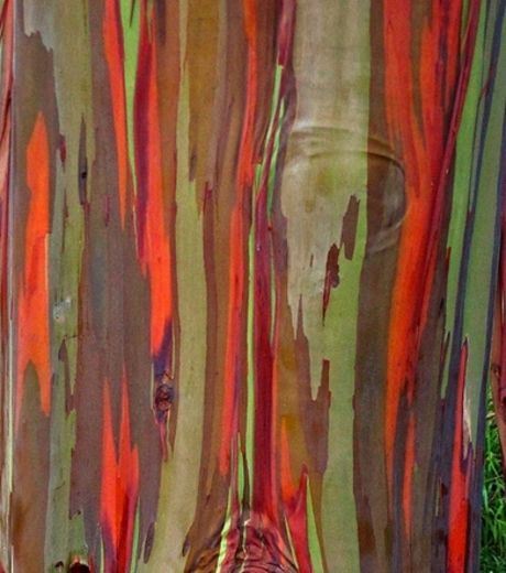 The Bark of Eucalyptus