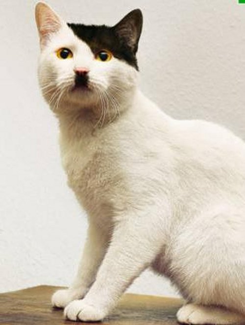 Image result for hitler cat