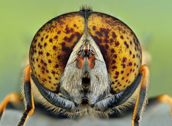 Figure 3: An Insect With Beautiful Eyes