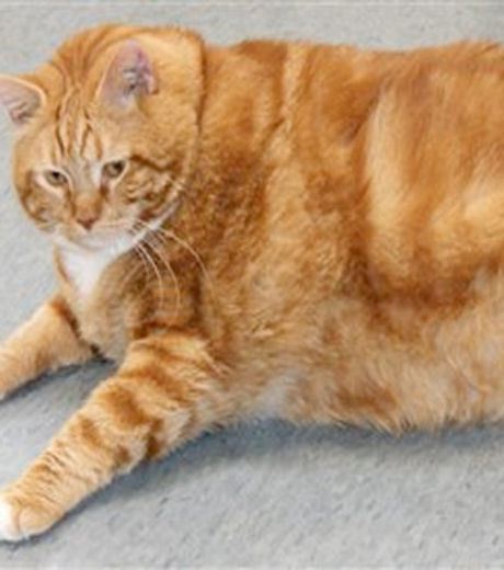 Skinny The World's Largest Cat From Texas, USA