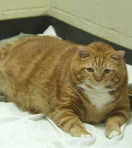 Skinny The World's Largest Cat From Texas, USA