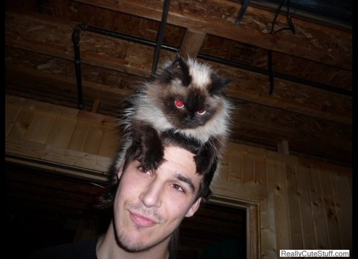 Cats As Funny Hats