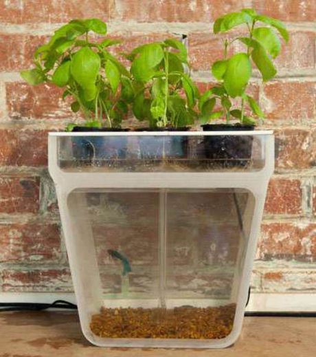 An Acquarium Made From  A Plant Pot