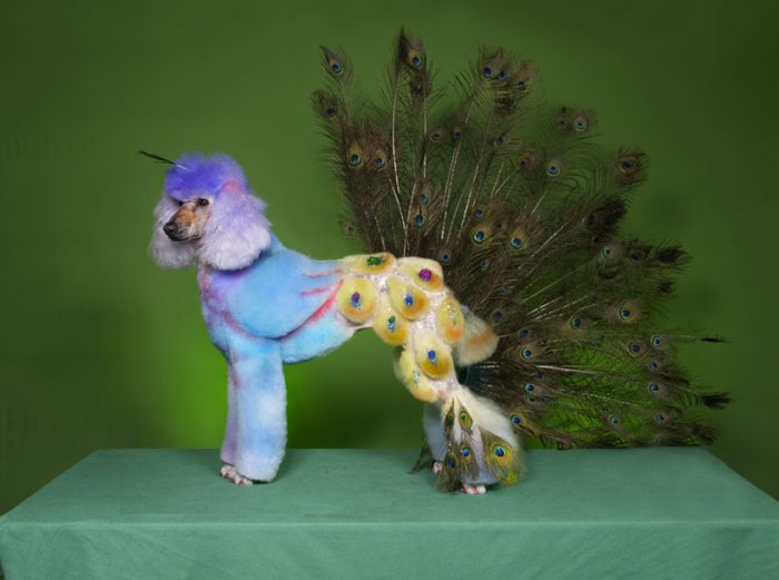 Dog Dressed As A Peacock