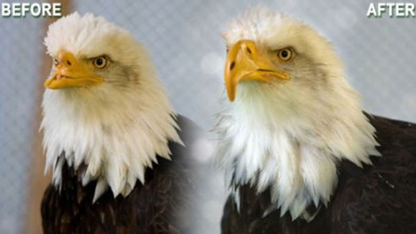 An eagle Disfigured By A Poacher Finds Its Beak Again