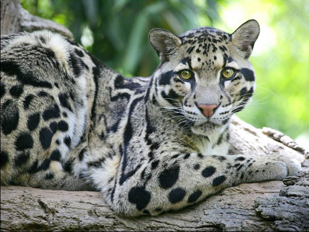 The Magnificient Clouded Leopard