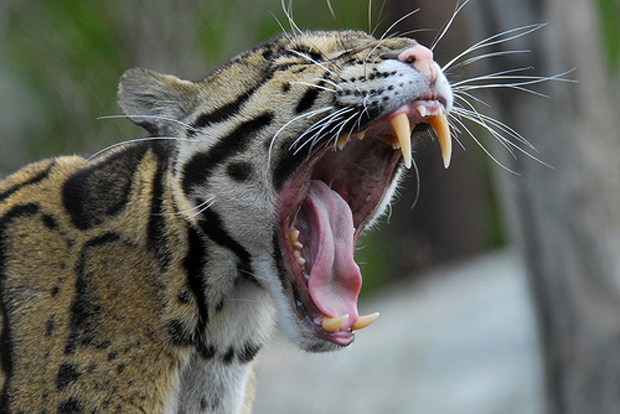 The Magnificient Clouded Leopard