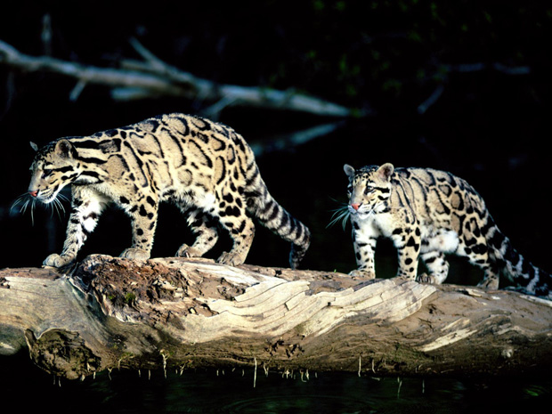 The Beautiful Clouded Leopard