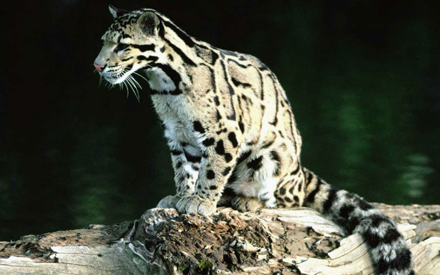 The Rare Clouded Leopard
