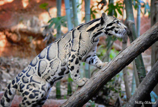The Rare Clouded Leopard