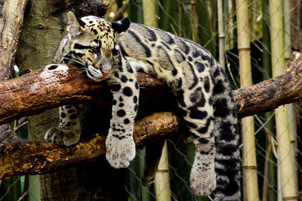 The Rare Clouded Leopard