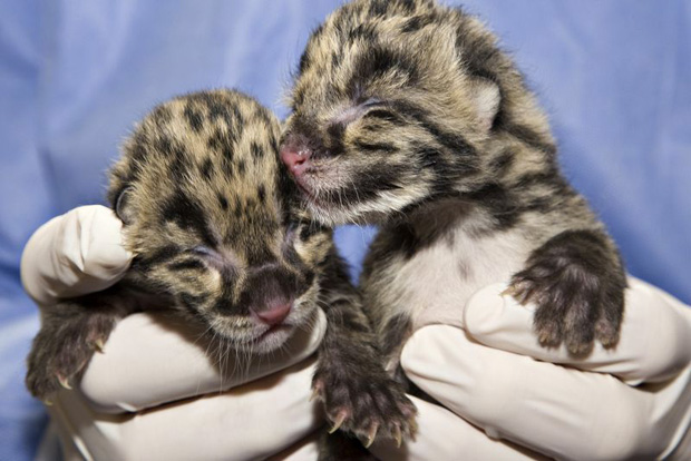The Little Ones Of Clouded Leopard