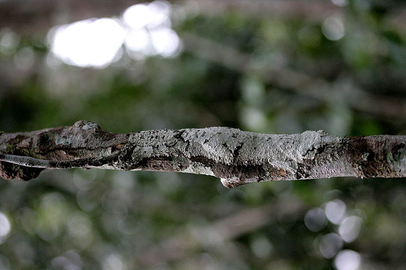 Gecko Camouflage