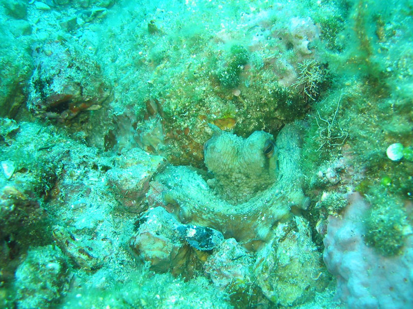 Octopus Camouflage