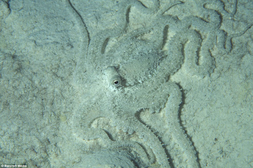 Octopus camouflage