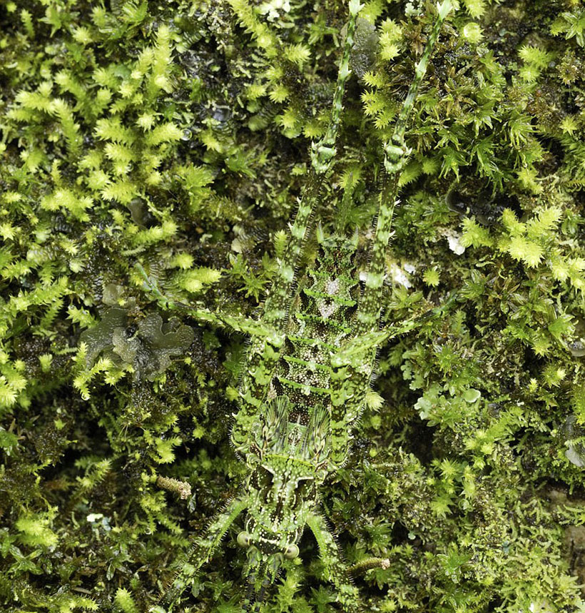 Tettigoniidae camouflage
