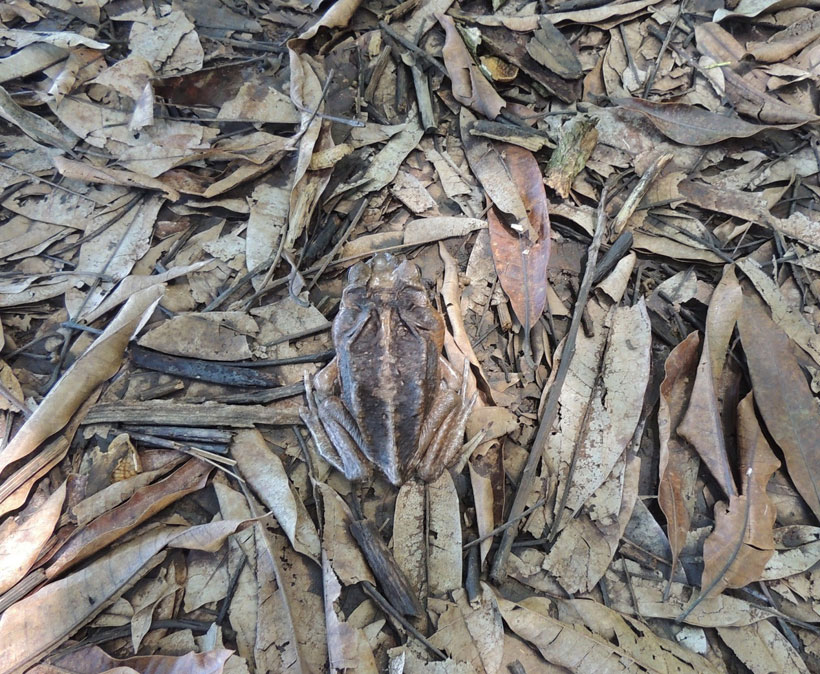 Toad Camouflage