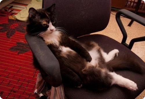Cat sitting over an office chair