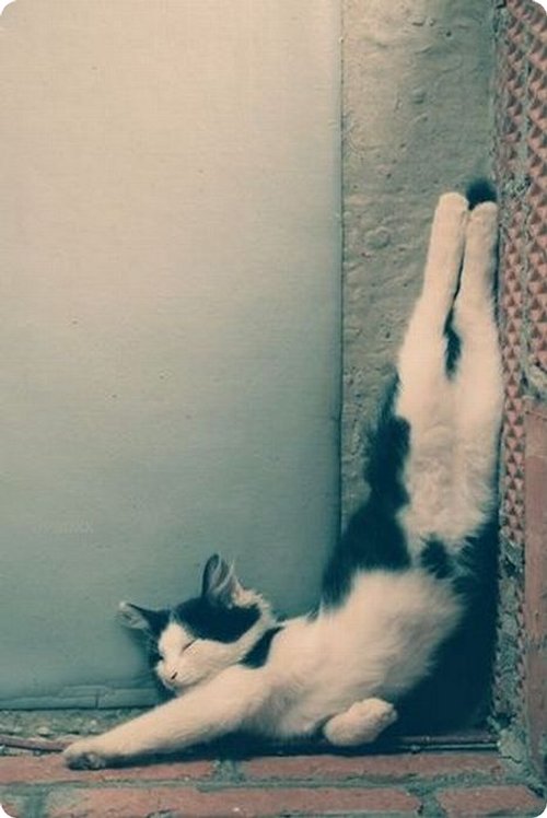Cat upside down