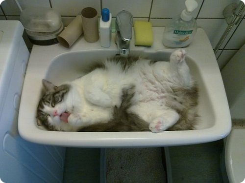 Cat lying inside a basin