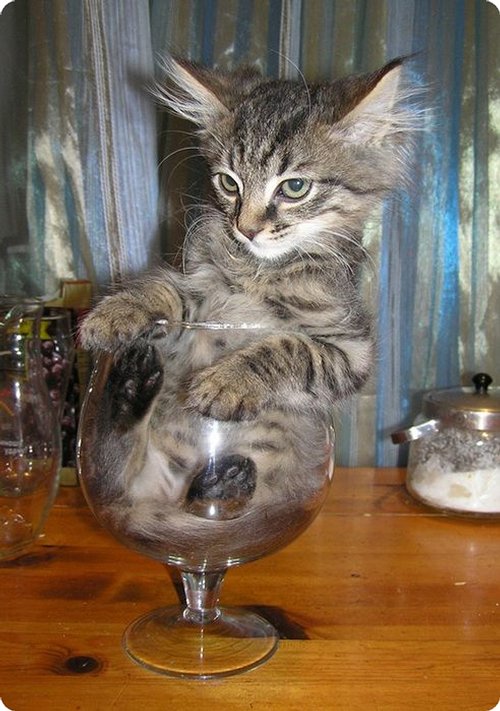 Cat inside a goblet