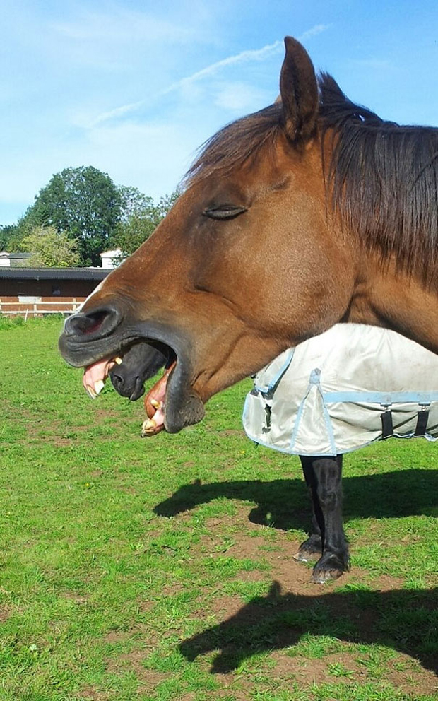 Seems as horse has two mouths