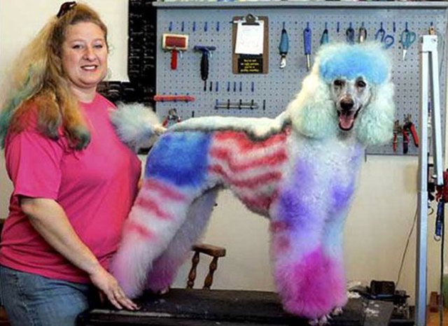 An All American Dog