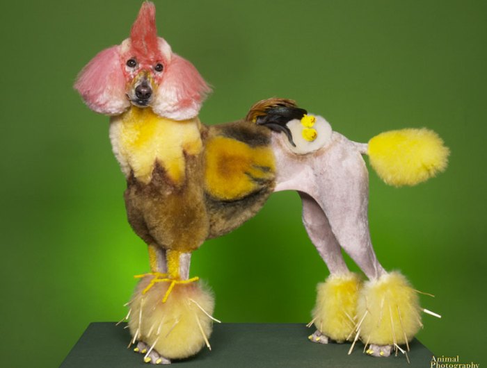 Dog Dressed As A Cock