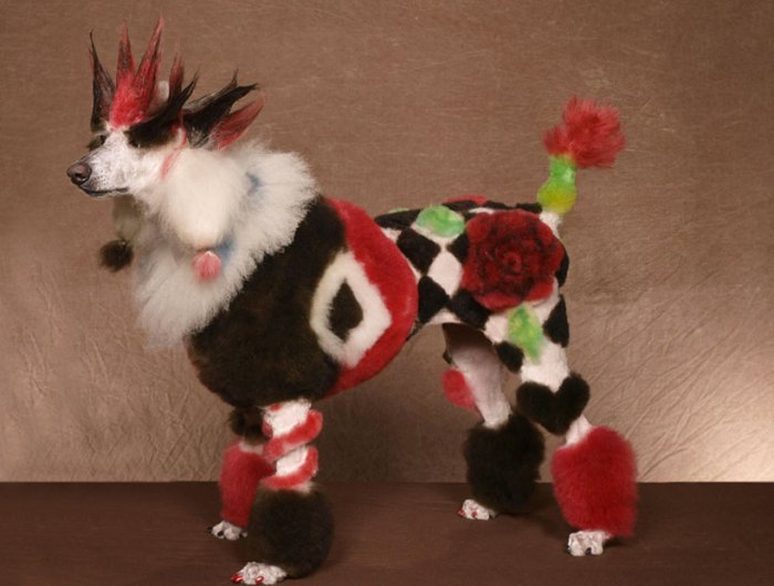 A Funny Dog Dress