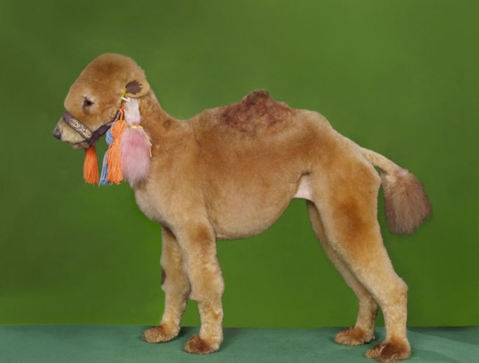 Dog Dressed As A Camel