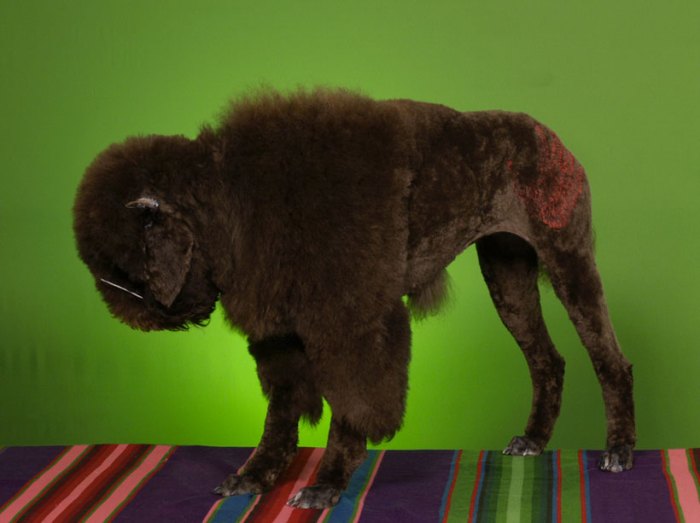 A Dog As A sheep
