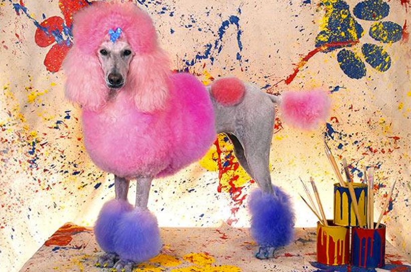 A Funny Dog