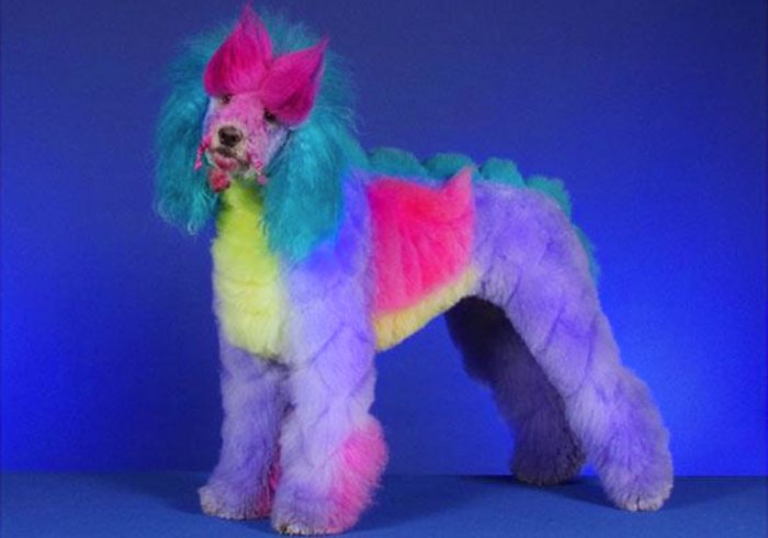A Funny Dog