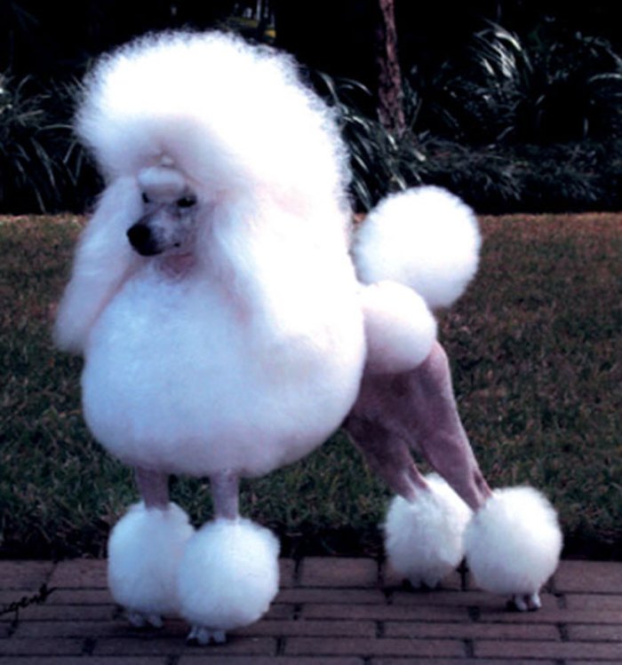 A Funny Dog