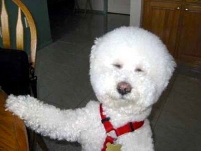 Dog As A Snowman