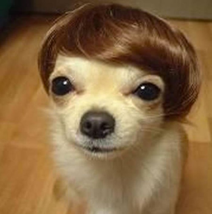 Dog As A Stylish Girl