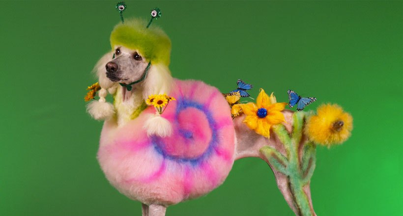 Dog Dressed As A Snail