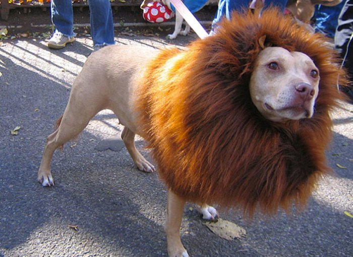 A Dog Dressed As A Lion