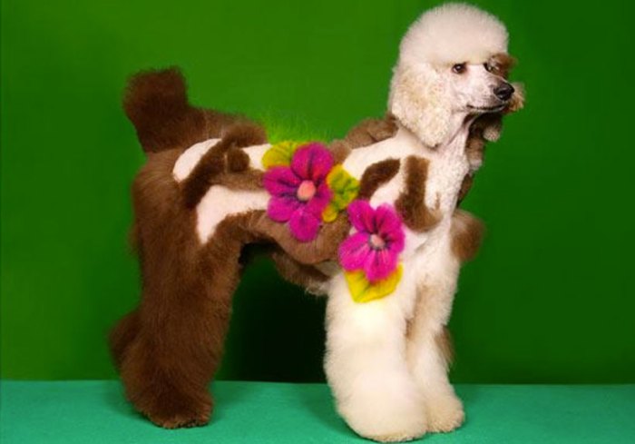 Funny Dog Dress