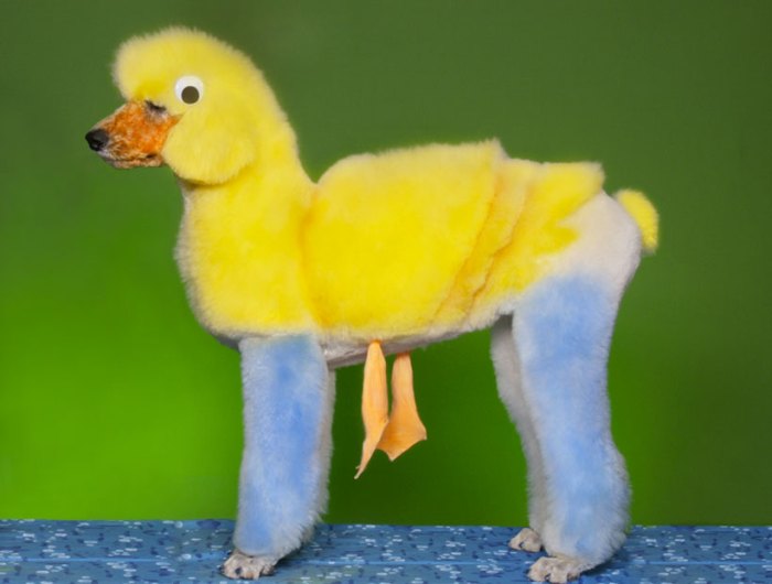Dog Dressed As A Duck