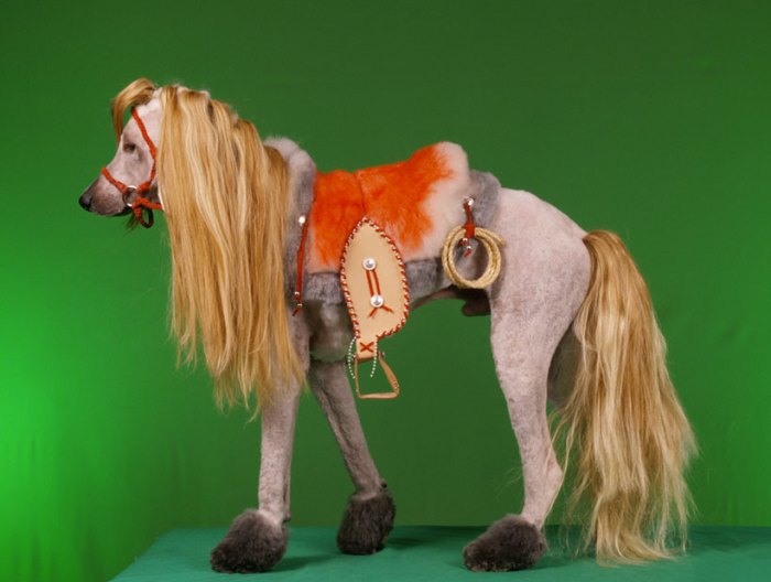 Dog Dressed As A Horse