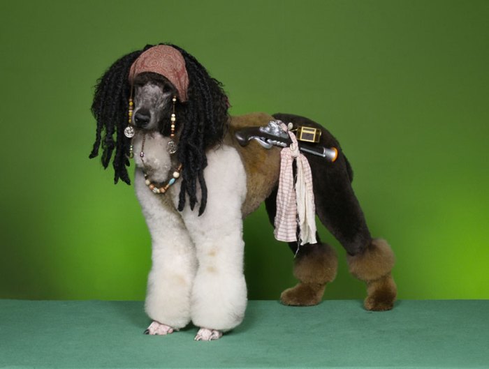 A Dog As A Funny Girl